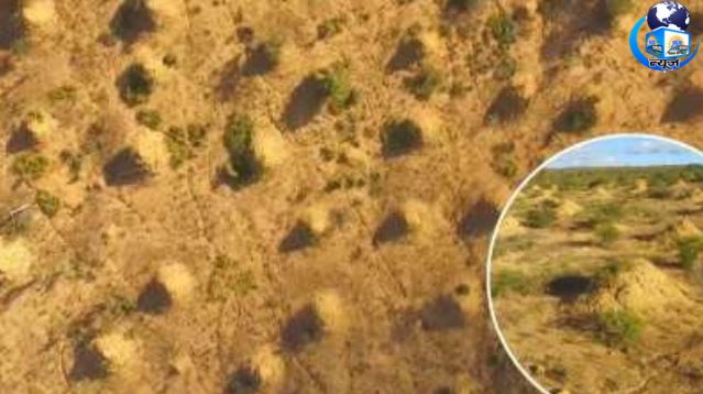 दीमकों ने बनाया पिरामिड से भी बड़ा ढांचा