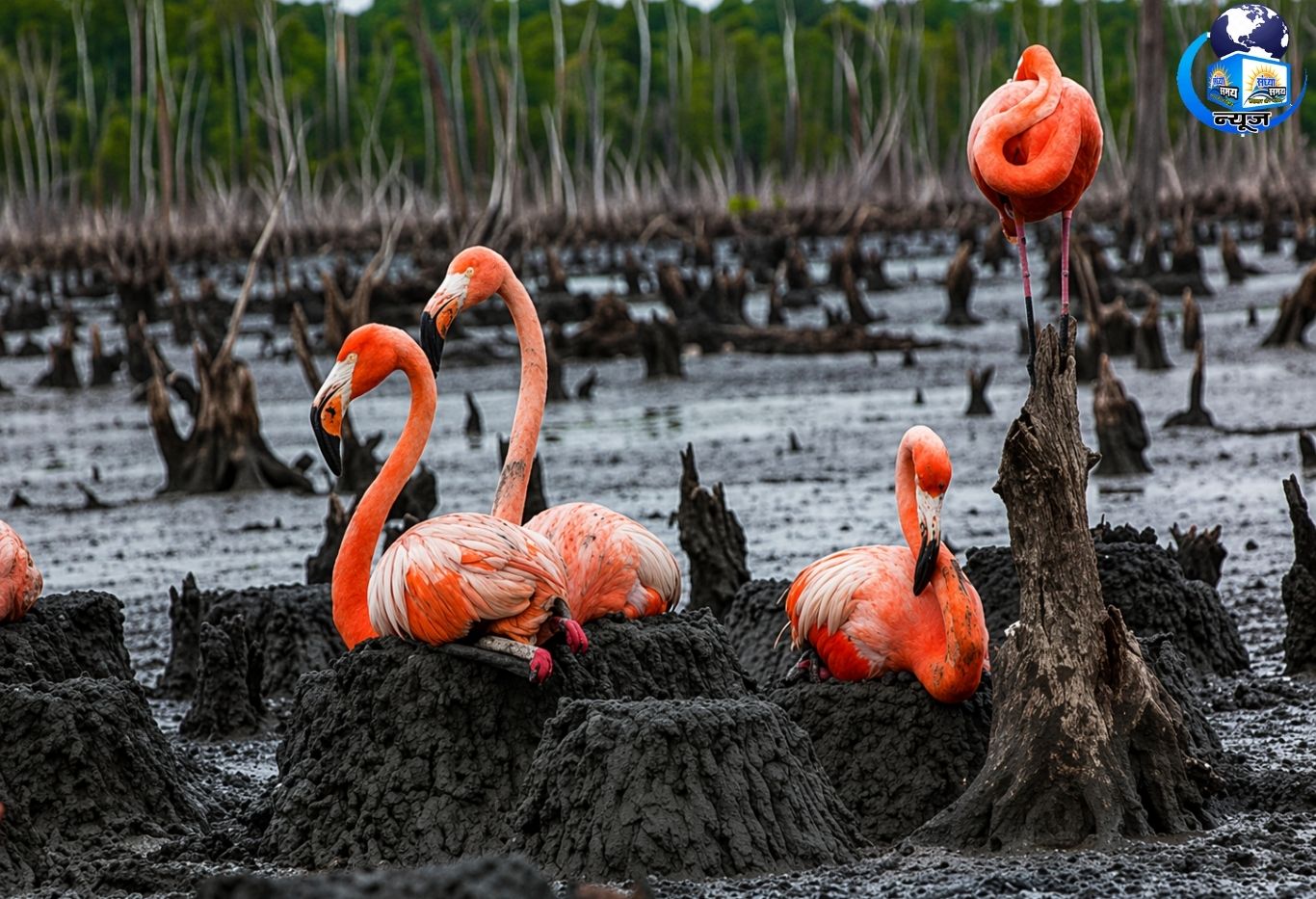 फ्लेमिंगो के 'टावर घोंसले' के अनसुने राज़