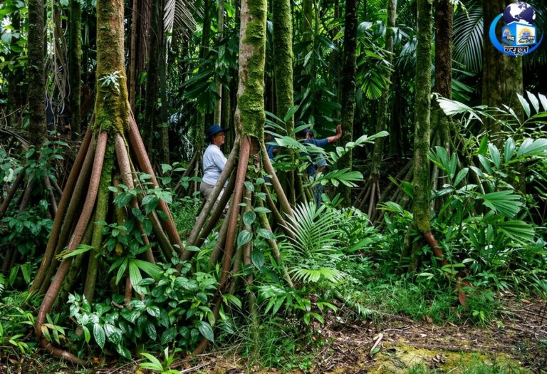 दक्षिण अमेरिका के जंगलों का ‘चलने वाला पेड़’, सच्चाई जानकर उड़ जाएंगे होश