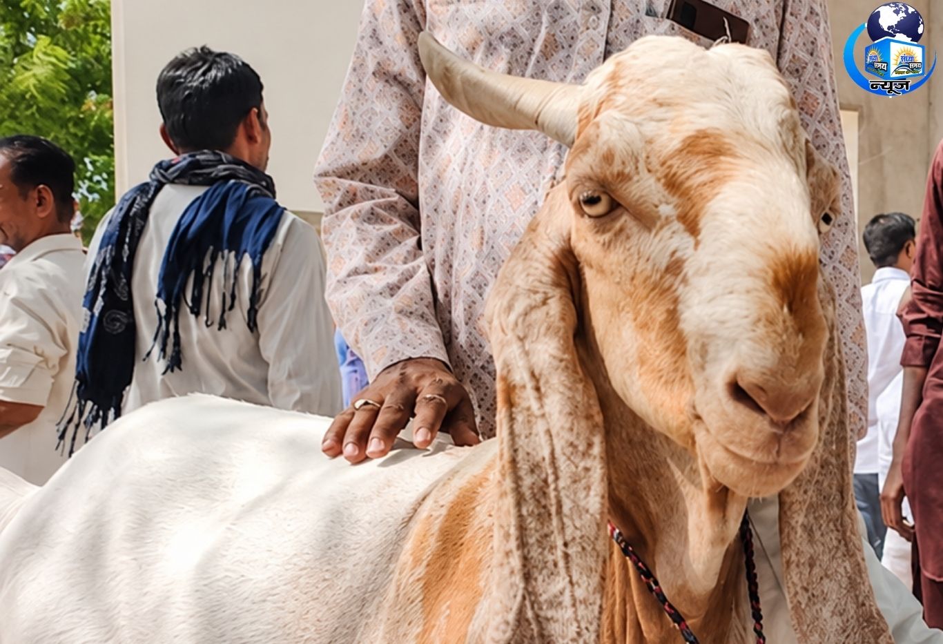 ड्राई फ्रूट खाकर तैयार हुआ ‘राजू’, बकरीद मंडी में बना वीआईपी बकरा