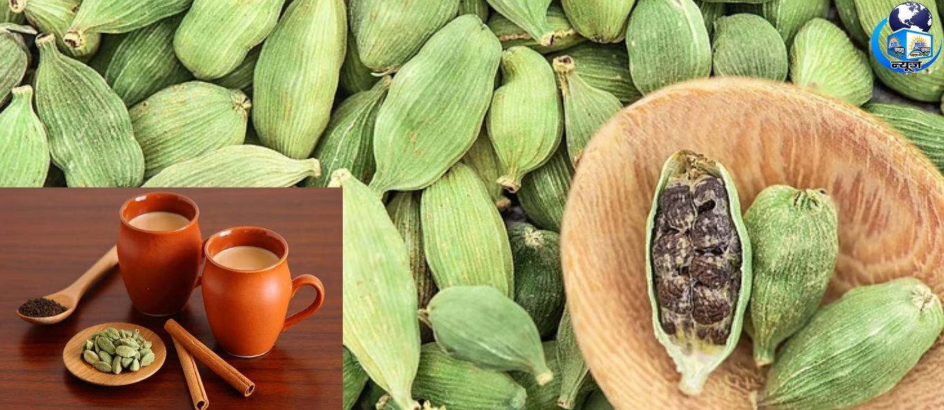 15 दिन इलायची का सेवन, शरीर को मिलेंगे ये फायदे