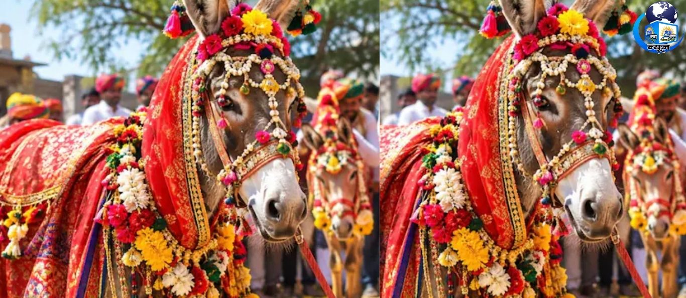 गोवर्धन पूजा पर दुल्हन बने गधे, देखने उमड़े लोग