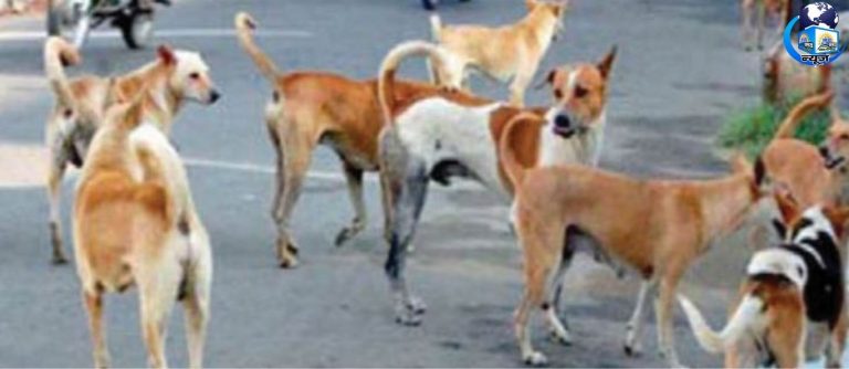एनिमल लव या इंसानी जान: नीति में उलझा समाधान