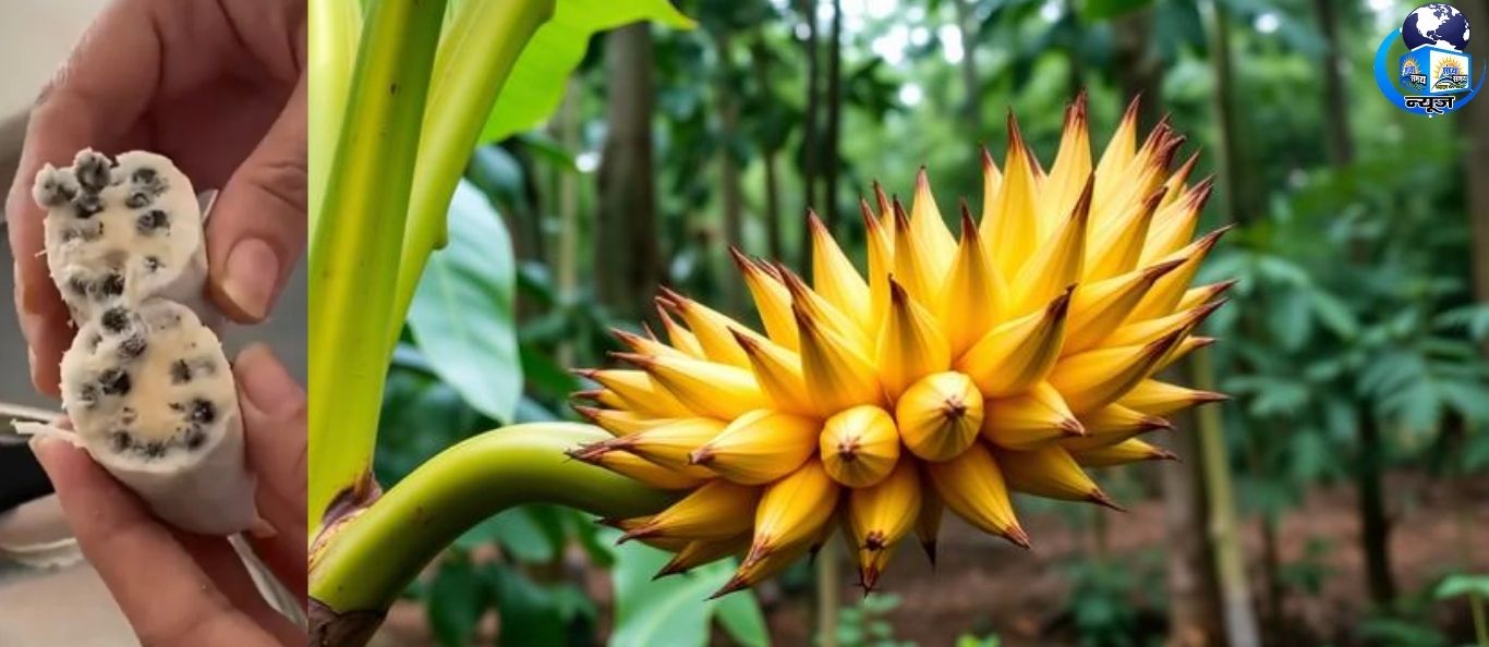 प्रकृति का कमाल: कंकड़ वाला यह केला है आज के केले का दादा (फाइल फोटो)