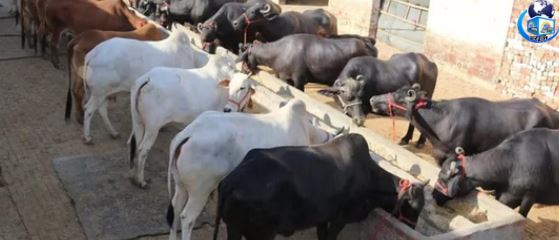 मौसम बदलते ही गाय-भैंसों में बढ़ा बीमारियों का खतरा